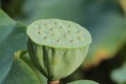 莲蓬的象征意义剖析（从佛教到文化，探寻莲蓬的深刻内涵）