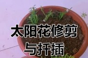 提高扦插成活率的技巧与方法（掌握关键技巧，让植物扦插成活率大幅提升）