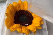 太阳花的干花制作技巧（如何将太阳花制作成美丽的干花作品）