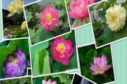 以荷花怎么生莲藕（种植莲藕的方法和技巧）