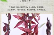 兰花草开花的时间与寓意（探秘兰花草的美丽与神秘）