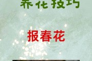 如何成功养殖报春花（从选地到施肥一步步教你打造绚丽的春天）