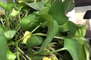 绿萝叶子烂了怎么办？（教你怎样正确地处理烂掉的绿萝叶子）