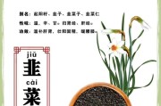 揭秘韭菜种子的来源（从种植到收获，看韭菜种子的成长）