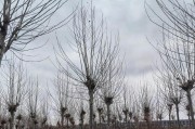 法桐生长速度快慢，一年能长多少？（揭秘法桐的生长速度与影响因素）
