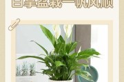 白掌养护指南（以白掌为伴，探索养护之道）