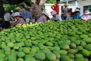 芒果北方种植的可行性分析（适宜地点、种植技巧、市场前景探究）