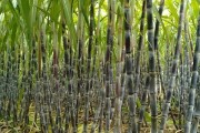 甘蔗的种植与管理（一年可种多次，）