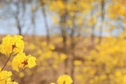 自信阳光——探秘向日葵的花语（向日葵的美丽与自信，蕴含着什么样的花语？）