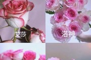 红粉佳人花的养护指南（打造美丽花园的必备技巧）