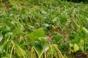 绿豆——营养丰富的草本植物（探秘绿豆的起源、特点与营养价值）