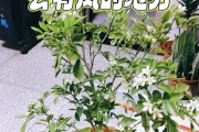 九里香开花的时间和特点（探究九里香的生长环境和开花规律）