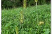 狗尾草的开花奥秘（探究狗尾草开花的花形、颜色、季节及生长环境）