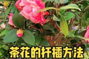 以茶花用什么土扦插最合适？（选择适合茶花扦插的土壤是成功繁殖的关键）