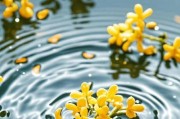 桂花壮大的奥秘（如何让桂花长得更加茂盛）