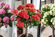 长寿花为什么叶子变红？（探究长寿花叶子变红的原因及意义）