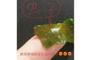 了解海带孢子繁殖的方法与步骤（了解海带孢子繁殖的方法与步骤）