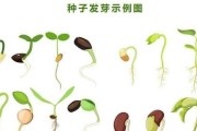 如何种植报春花？（分享报春花种子的正确种植方法）