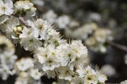 梅花，单子叶植物的代表（探究梅花的生态环境、形态特征和系统分类）