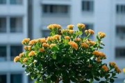 长寿花夏季的阳光需求