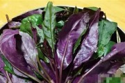 红凤菜——美味营养的“菜中皇后”（探究红凤菜的别名、特点和药用价值）