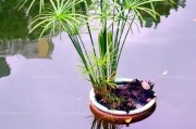 探秘水培植物的养殖技巧（从选材到维护，打造自己的水培花园）