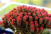 如何成功爆盆彩色蜡笔多肉？（多肉爱好者必备的养殖技巧）