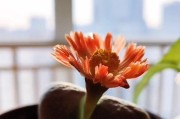 阻止生石花开花的方法与技巧（保护生石花免受开花困扰的实用指南）