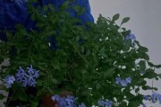 家中养蓝雪花，风水大吉（如何以蓝雪花提升家居风水？）