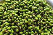 胡椒的生长环境条件及特点（了解胡椒的喜好和栽培技巧，助力丰收）
