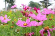 格桑花的播种与开花（最佳播种时间及时间预测）