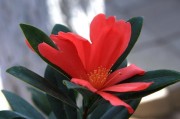 茶花与杜鹃花（茶花与杜鹃花的特点及生活习性比较）