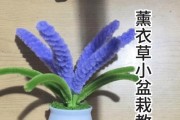 盆栽薰衣草的用途和养护技巧（打造室内舒适环境的神奇工具｜盆栽薰衣草）