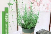 探究迷迭香的生长习性（常绿植物迷迭香的特点及生长环境）
