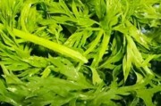 萝卜叶的神奇功效与作用（从清热解毒到美容养颜，一叶多用）