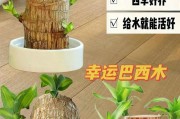 巧克力之花——巴西木夏的浇水要领（科学浇水，让巴西木夏茂盛生长；木夏天需要注意的浇水细节）