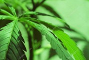 探秘神秘植物麻叶的形态特征和用途（从叶形、叶片纹理、叶缘到药用价值，麻叶一一揭秘）