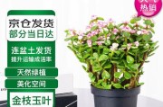 雅乐之舞的养护技巧（学习如何让雅乐之舞开出绚烂花朵）