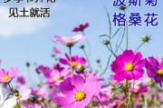 波斯菊开花时间的全面解析（从花期、生长环境到养护，全面了解波斯菊的开花秘密）