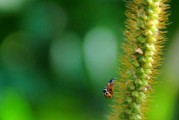 了解狗尾巴草（探索狗尾巴草的特点、分类、生长环境和药用价值）