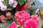 长寿花的冬季养护（细节决定成败，轻松让长寿花越冬）
