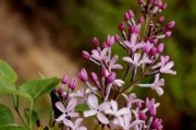 家里种丁香花的风水好处（从八个方面解析家里种丁香花的风水作用）