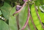 青菜是双子叶植物（探究青菜的生物分类学特征）