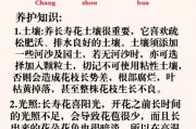 长寿花的浇水频率（揭秘长寿花的浇水秘籍，探寻适宜的浇水时间和间隔）