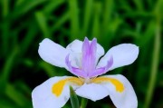 海棠花的别名（探秘海棠花各地不同的美丽名字）