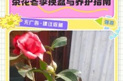 茶花盆土配方和管理要点（打造健康茶花的关键步骤及注意事项）
