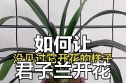 君子兰养护指南（科学浇水肥养君子兰长势旺）