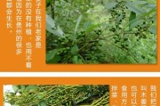 胡椒木（探究胡椒木的功效与作用，助力健康生活）