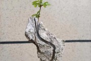 榔榆盆景修剪最佳时间（打造优美盆景，做好修剪时间安排）