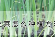 以商叶牡丹种植方法及（一步步教你如何种植以商叶牡丹，养出美丽的花园）